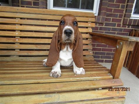 Our dads are imported as puppies from some of the top show basset hound breeders in the world. . Sandy hill bassets